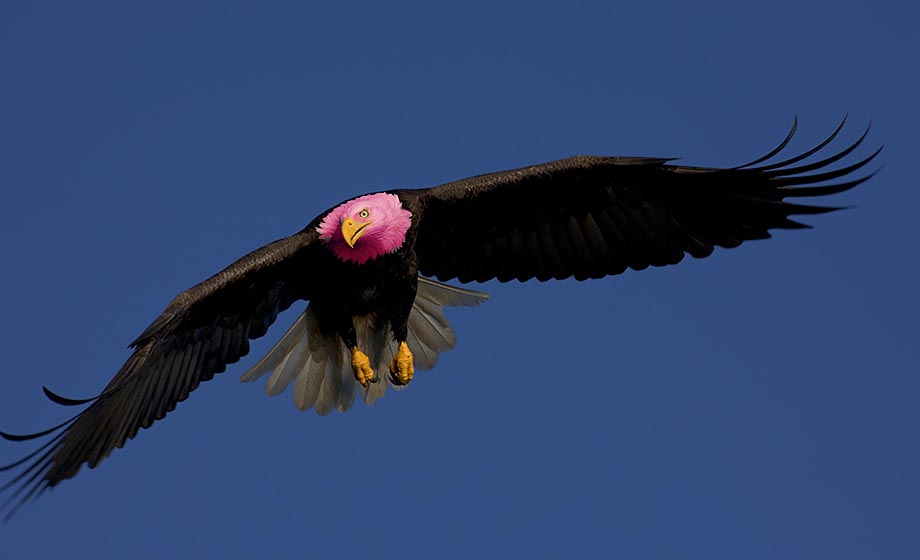 Design Photoshop par redsharkbait pour DesignCrowd (Community Contests) | Design #9069464