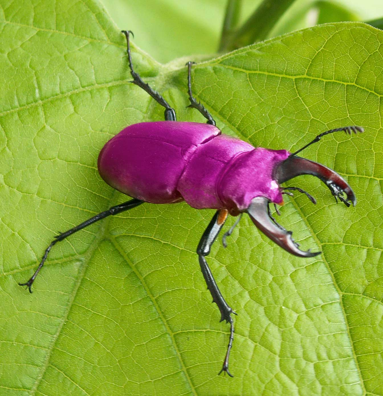 Design Photoshop par Grandma pour DesignCrowd (Community Contests) | Design #9069444