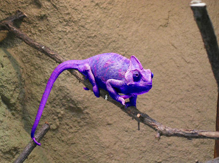 Design Photoshop par Logoinvision pour DesignCrowd (Community Contests) | Design #9069365