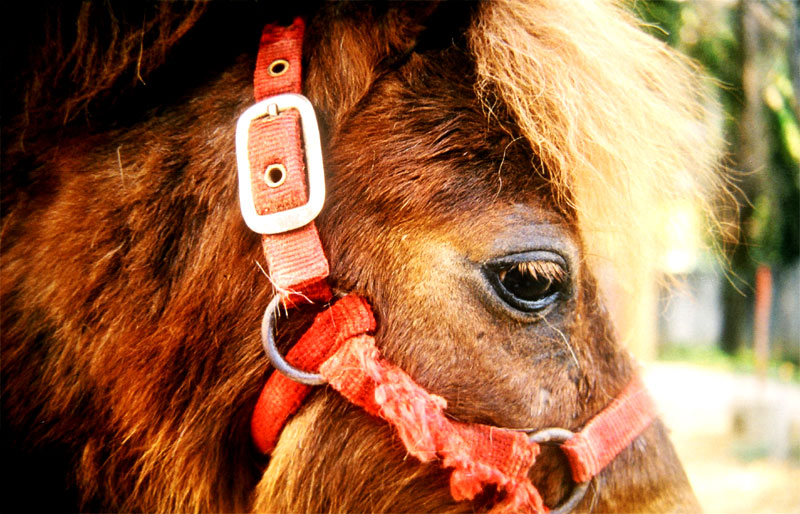 Photography by jcrunk for DesignCrowd (Community Contests) | Design #9070181