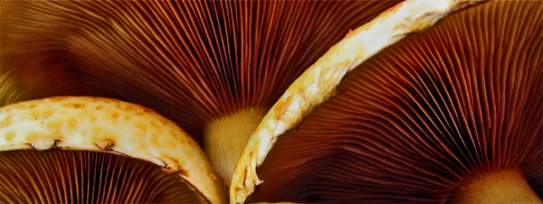 Photography by bertel for DesignCrowd (Community Contests) | Design #9070223