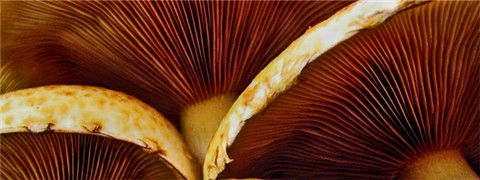 Photography by bertel