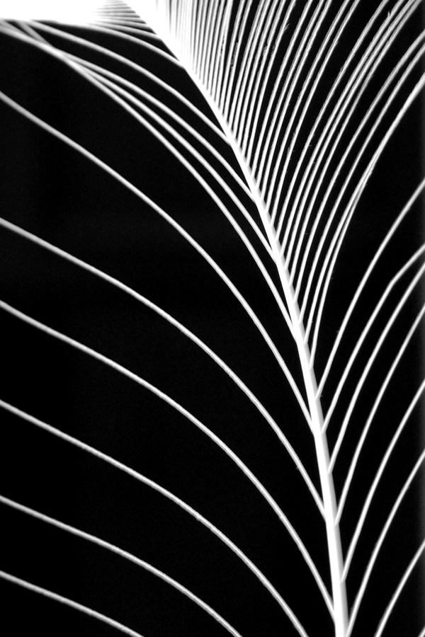 Fotografie von Craigr1978 für DesignCrowd (Community Contests) | Design #9070243