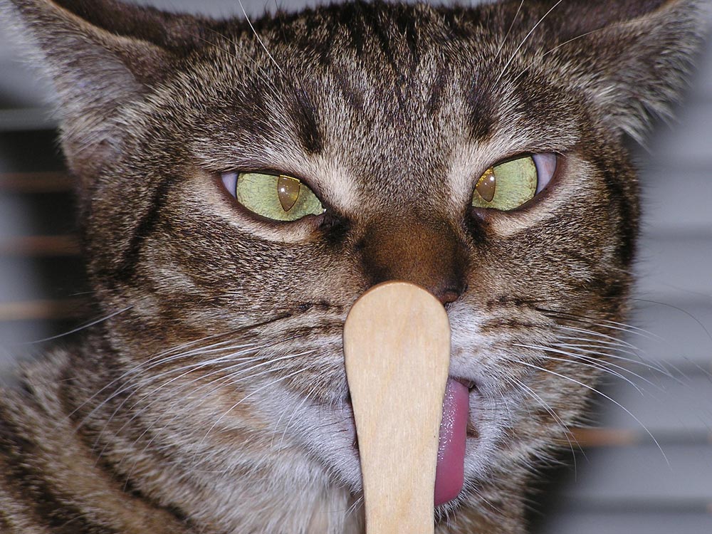 Fotografía por jodyberry para DesignCrowd (Community Contests) | Diseño #9072795