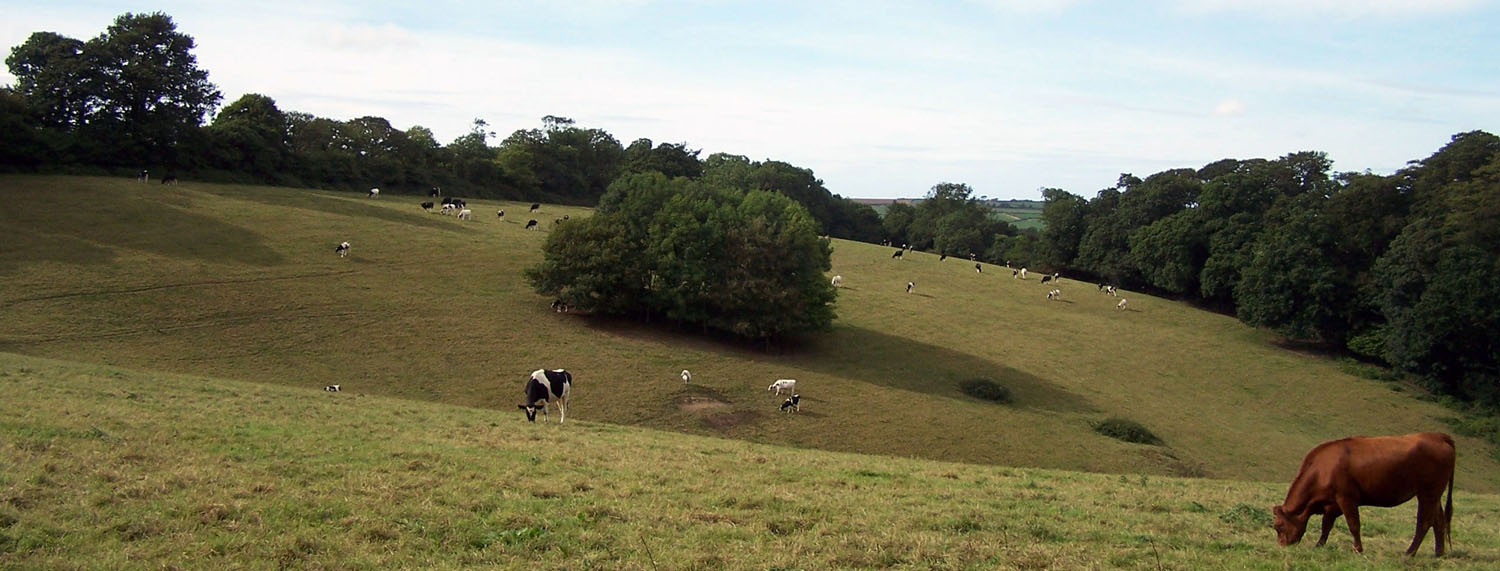 Photographie par TotalDomination pour DesignCrowd (Community Contests) | Design #9069417