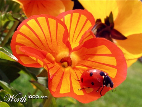 Photoshop Design by flaebehop