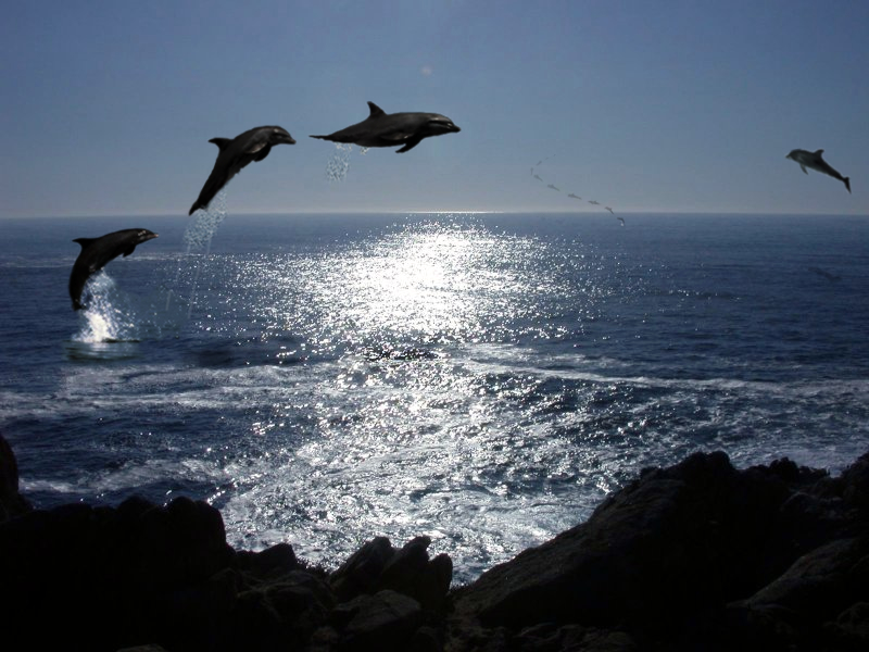 Photoshop Design by zitrodivad for DesignCrowd (Community Contests) | Design #9067457