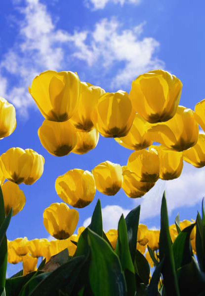 Photoshop Design by pr33de for DesignCrowd (Community Contests) | Design #9067482