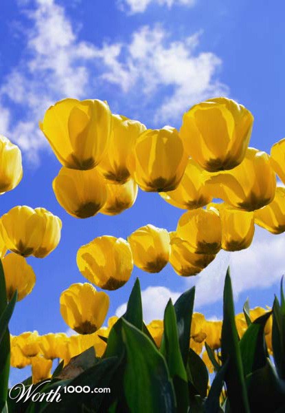 Photoshop Design by pr33de