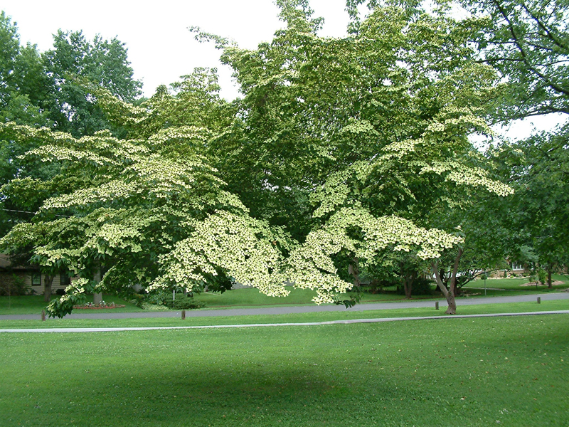 Diseño de Photoshop por mgerard para DesignCrowd (Community Contests) | Diseño #9067492