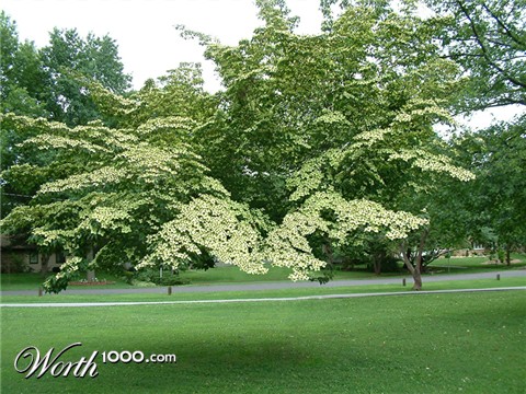 Photoshop Design by mgerard