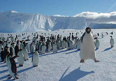 Photoshop Design by EmptyHead for DesignCrowd (Community Contests) | Design #9067573