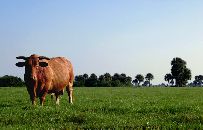 Fotografía por koalachimbo para DesignCrowd (Community Contests) | Diseño #9069366