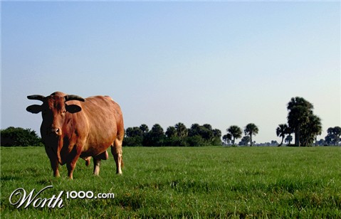 Photography by koalachimbo