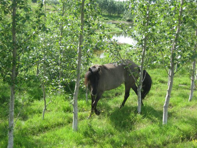 Photography by Maddyy for DesignCrowd (Community Contests) | Design #9069402