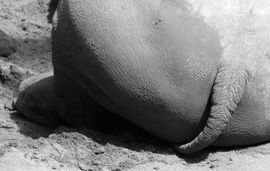 Photographie par kimbomac pour DesignCrowd (Community Contests) | Design #9070272