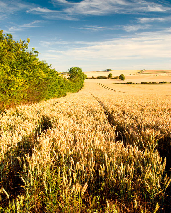 Photography by Alex999 for DesignCrowd (Community Contests) | Design #9069377