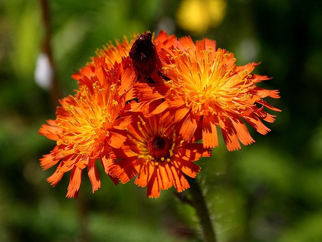 Fotografie von KarenC für DesignCrowd (Community Contests) | Design #9069412