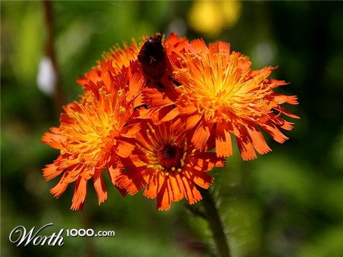 Photography by KarenC