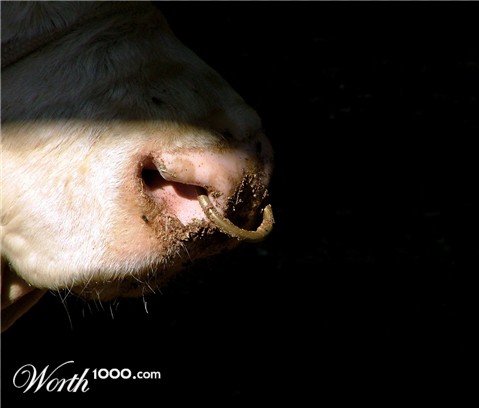 Photography by ADROALDO