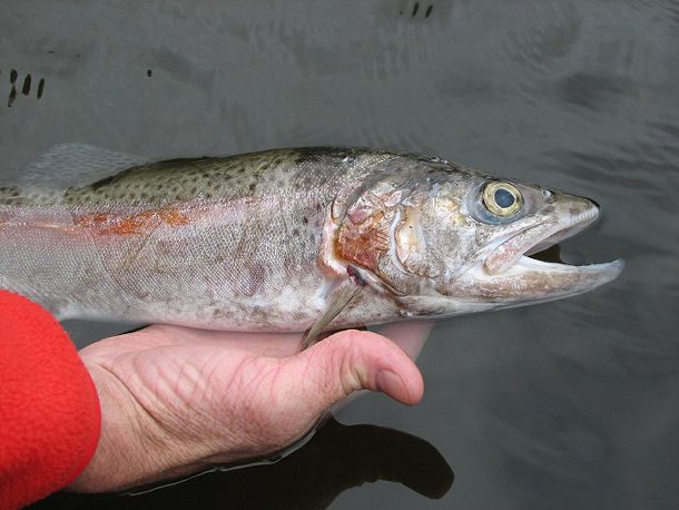 Photography by angel2kiss for DesignCrowd (Community Contests) | Design #9070398