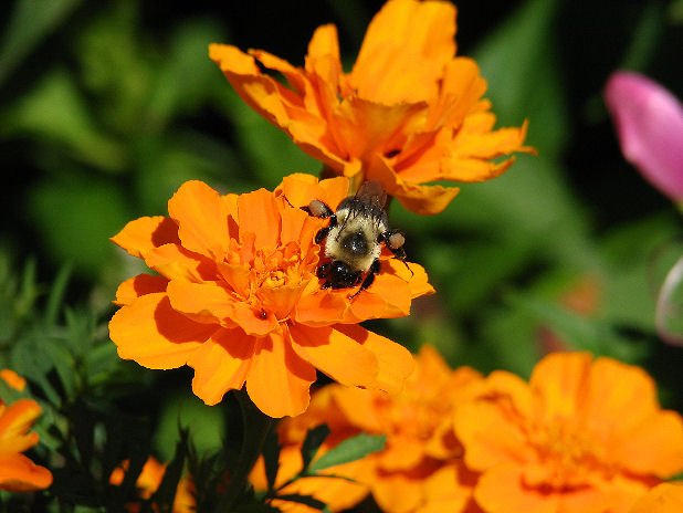 Photography by angel2kiss for DesignCrowd (Community Contests) | Design #9069449