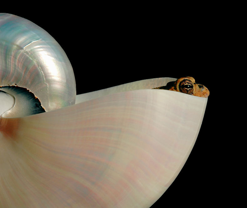 Photography by koalachimbo for DesignCrowd (Community Contests) | Design #9072816