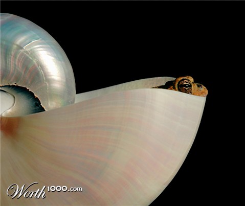 Photography by koalachimbo