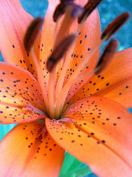 Photography by myopicglimpse for DesignCrowd (Community Contests) | Design #9069455