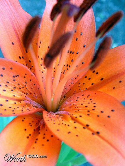 Photography by myopicglimpse