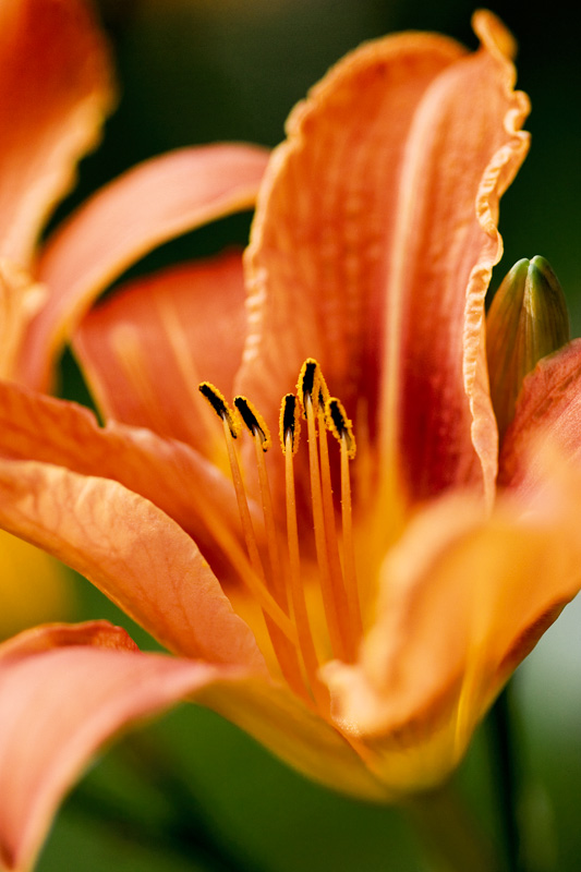 Photography by MerlinFoto for DesignCrowd (Community Contests) | Design #9069450