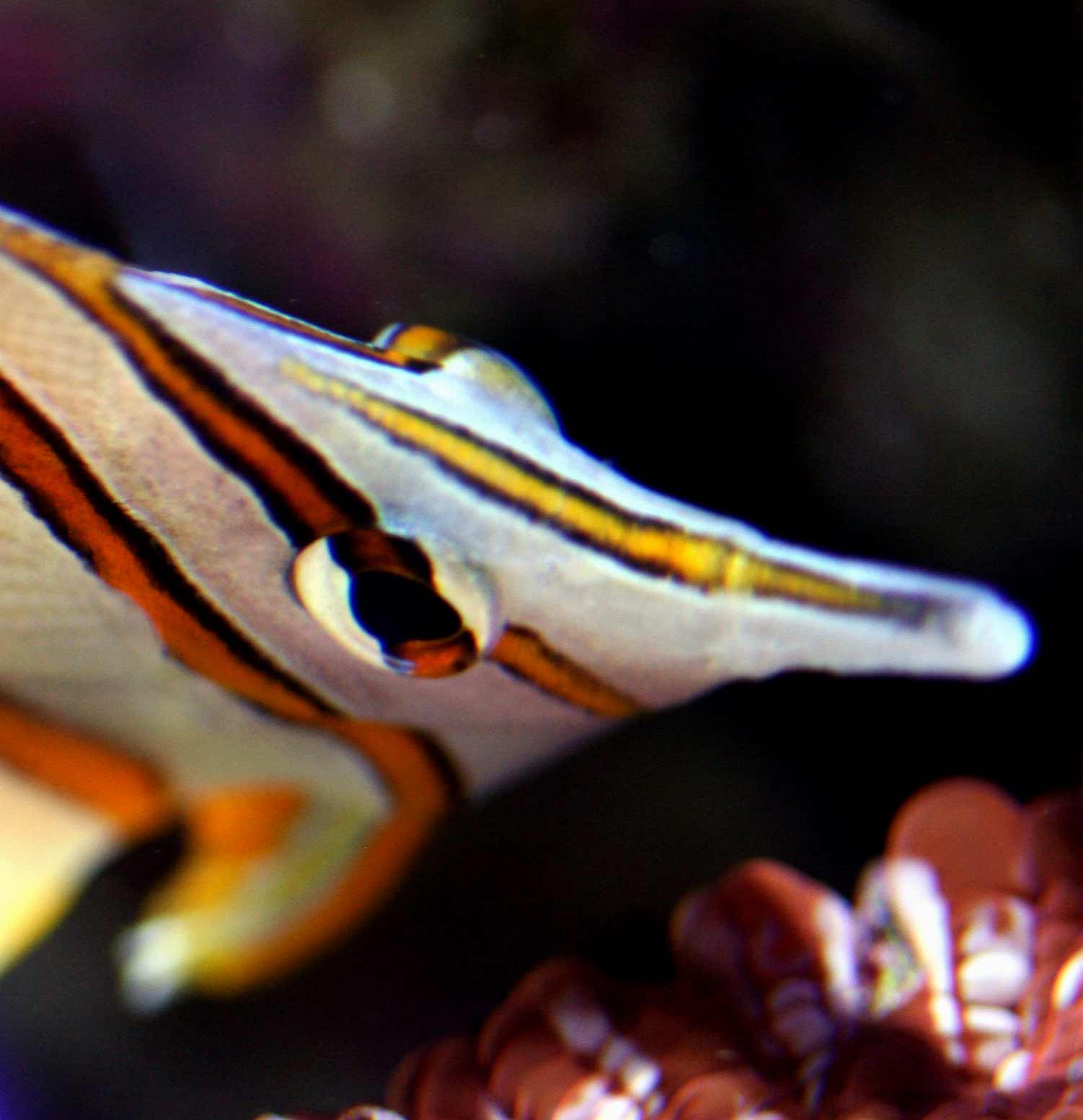 Photography by bigbucho for DesignCrowd (Community Contests) | Design #9070328