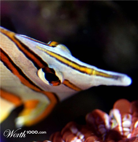 Photography by bigbucho