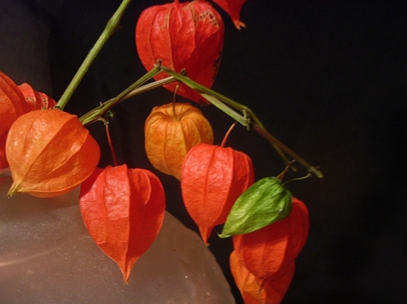 Photography by missymoo for DesignCrowd (Community Contests) | Design #9069512