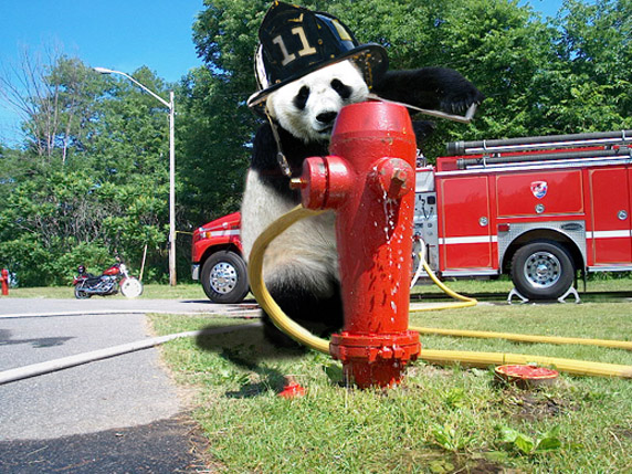 Photoshop Design by bingobaby for DesignCrowd (Community Contests) | Design #9064186