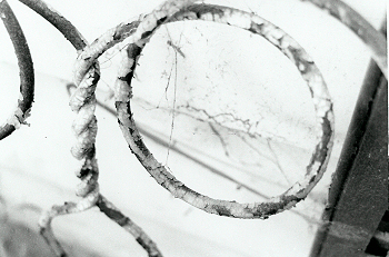 Fotografía por deadlykiss228 para DesignCrowd (Community Contests) | Diseño #9070417