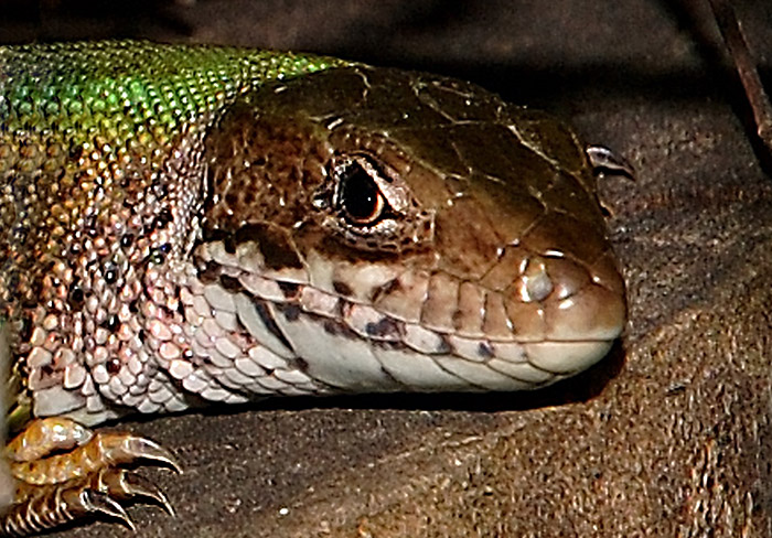 Photography by attacker for DesignCrowd (Community Contests) | Design #9070426