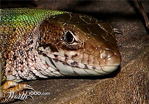 Photography by attacker