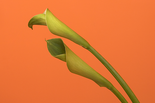 Photographie par bobike pour DesignCrowd (Community Contests) | Design #9069496