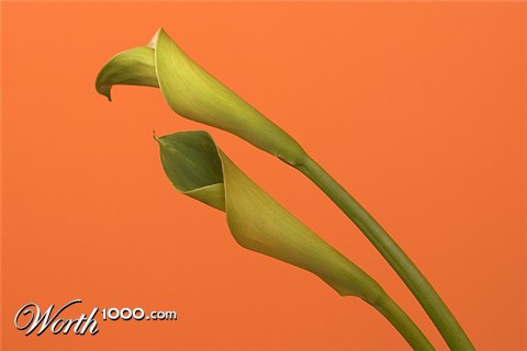 Photography by bobike