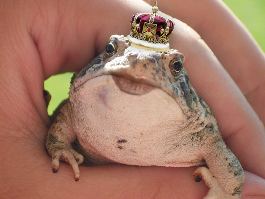 Photoshop Design by YvesDP for DesignCrowd (Community Contests) | Design #9069721