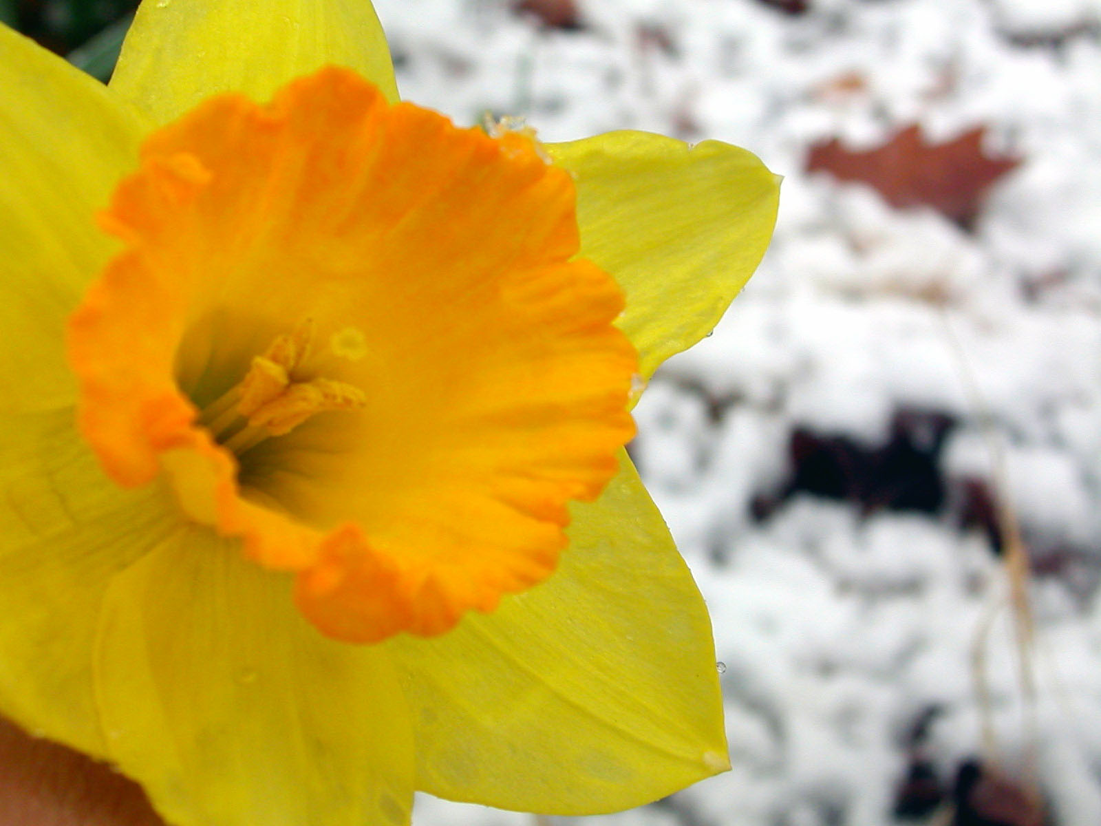 Fotografie von azchick für DesignCrowd (Community Contests) | Design #9070513