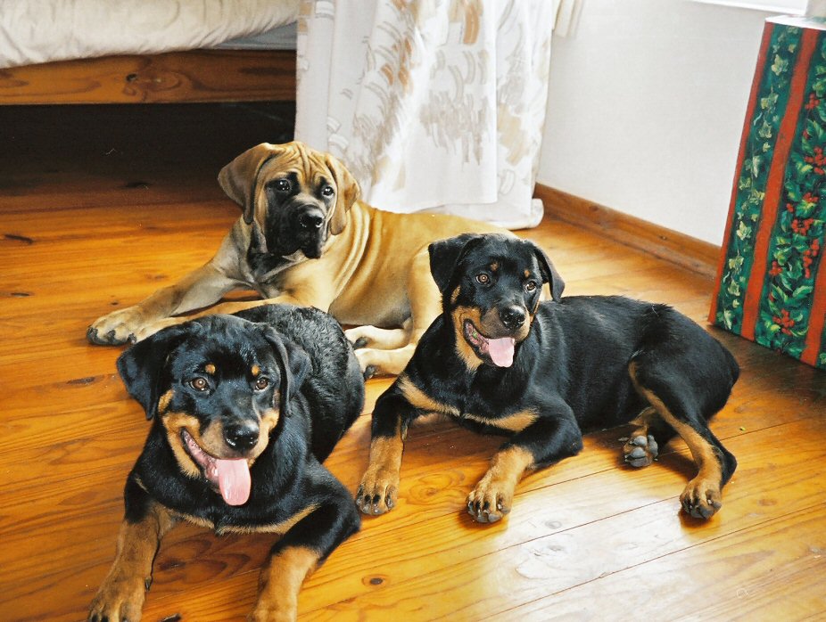 Fotografía por Juicer para DesignCrowd (Community Contests) | Diseño #9067268