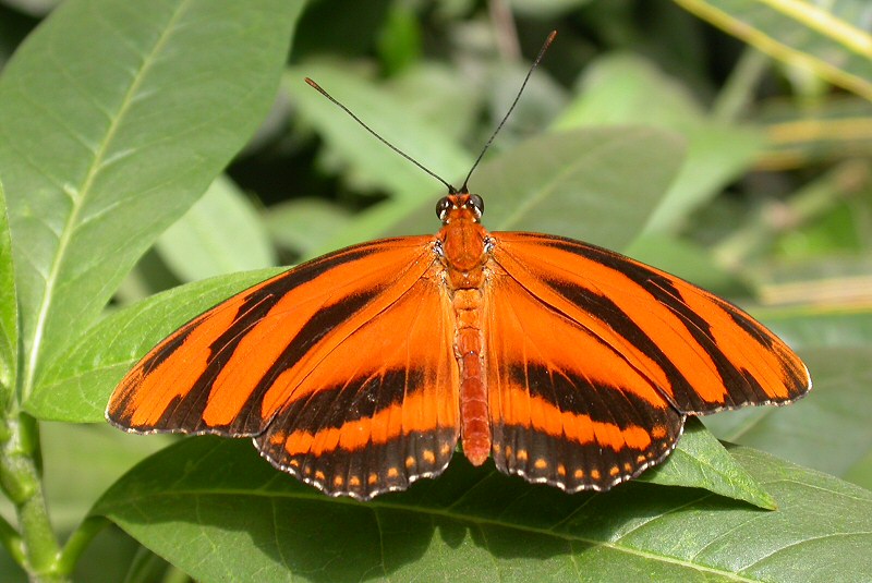 Fotografía por Sapperlott para DesignCrowd (Community Contests) | Diseño #9069560