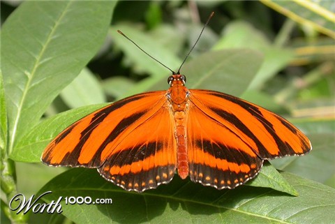 Photography by Sapperlott