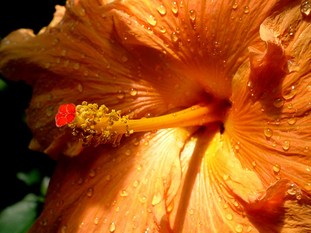 Photography by Craigr1978 for DesignCrowd (Community Contests) | Design #9069616