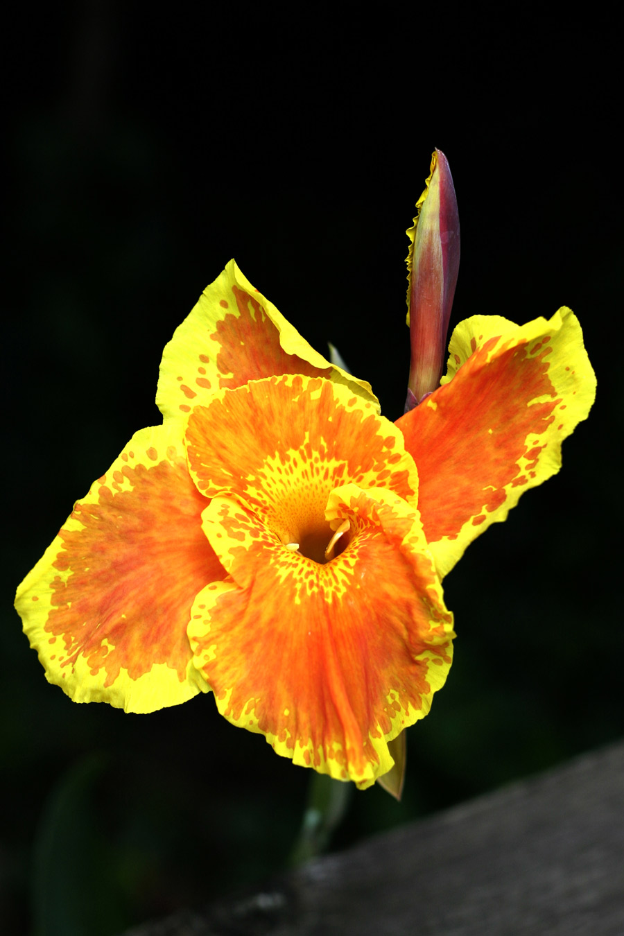 Fotografía por spawnofbill para DesignCrowd (Community Contests) | Diseño #9069638