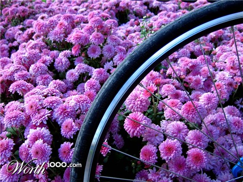 Photography by rachfrog