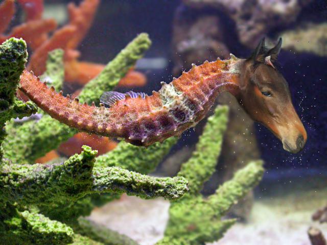 Design Photoshop par sugarcane pour DesignCrowd (Community Contests) | Design #9065011