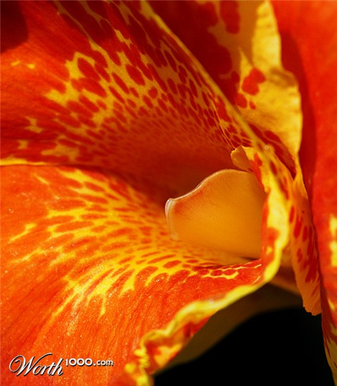 Photography by koalachimbo